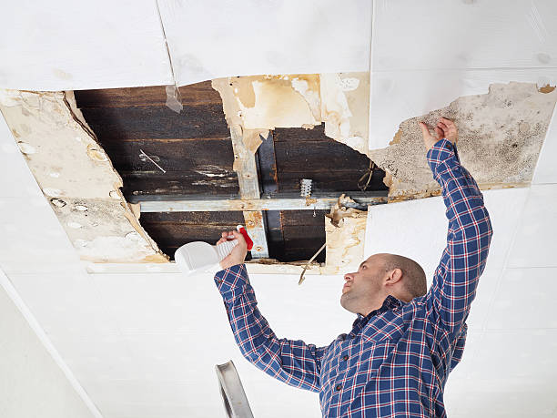 Professional Mold Removal in Villa Park, IL